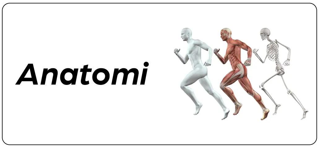 İnsan anatomisini simgeleyen iskelet sistemi ve vücut yapısı odaklı ikon